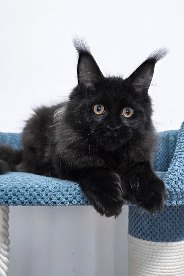 Kamala | Polydactyl Maine Coon Kitten