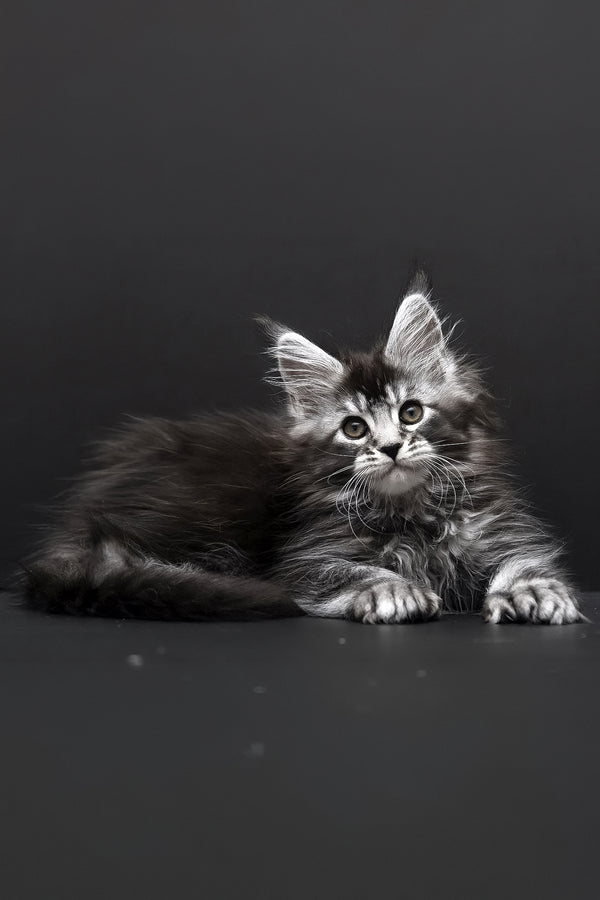 Kamari | Polydactyl Maine Coon Kitten