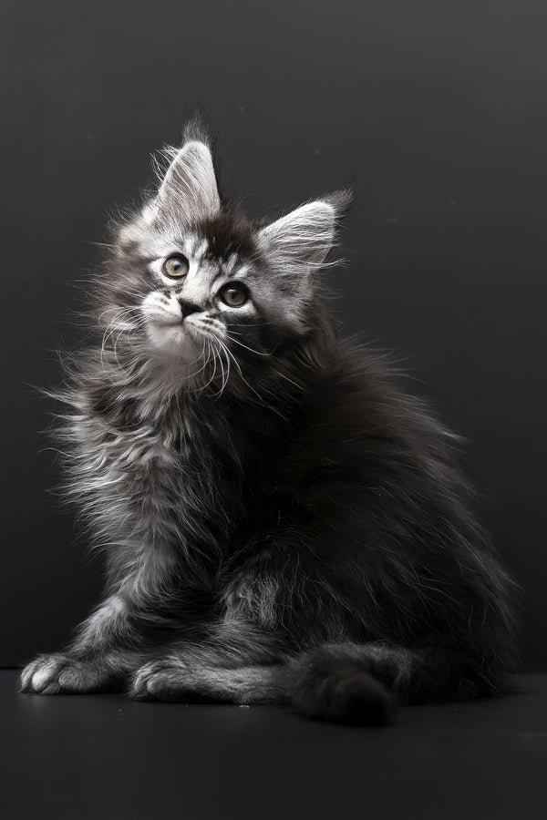 Kamari | Polydactyl Maine Coon Kitten
