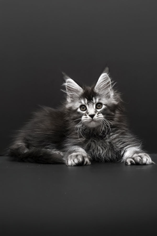 Kamari | Polydactyl Maine Coon Kitten
