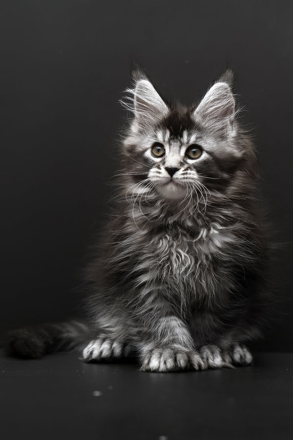Kamari | Polydactyl Maine Coon Kitten