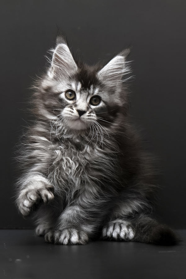 Kamari | Polydactyl Maine Coon Kitten
