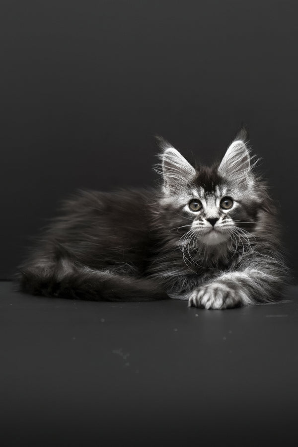 Kamari | Polydactyl Maine Coon Kitten