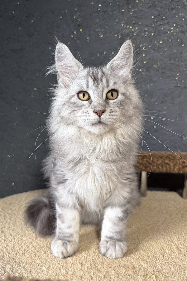 Kamomber | Maine Coon Kitten