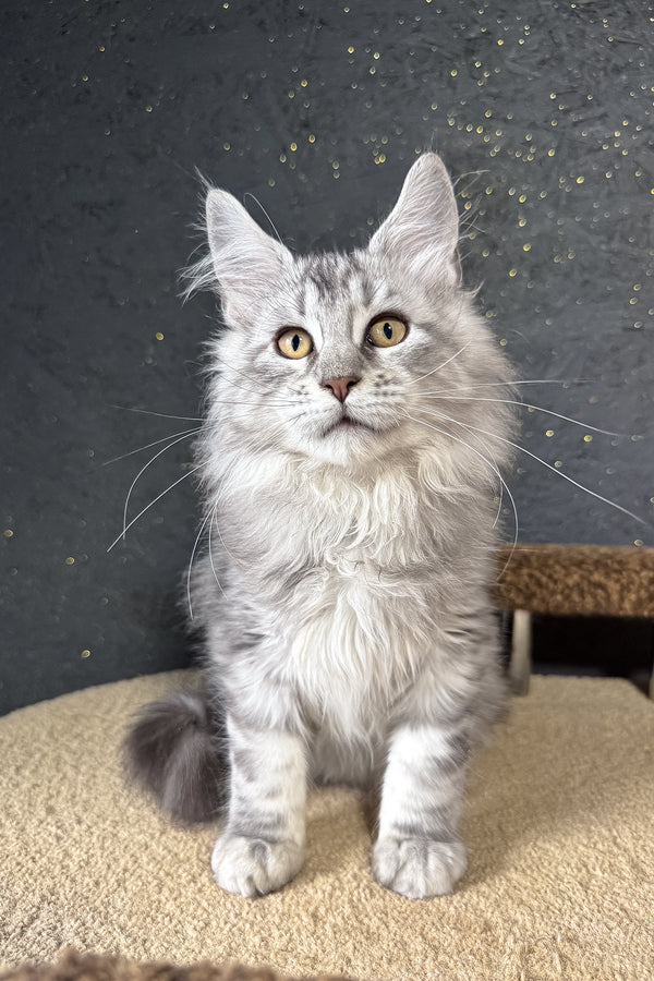 Kamomber | Maine Coon Kitten