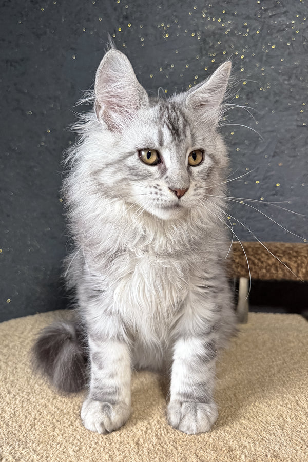 Kamomber | Maine Coon Kitten