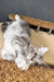 Kamomber | Maine Coon Kitten