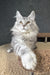 Kamomber | Maine Coon Kitten