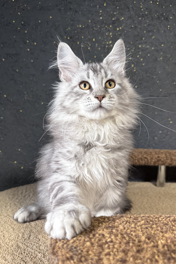 Kamomber | Maine Coon Kitten