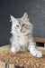 Kamomber | Maine Coon Kitten