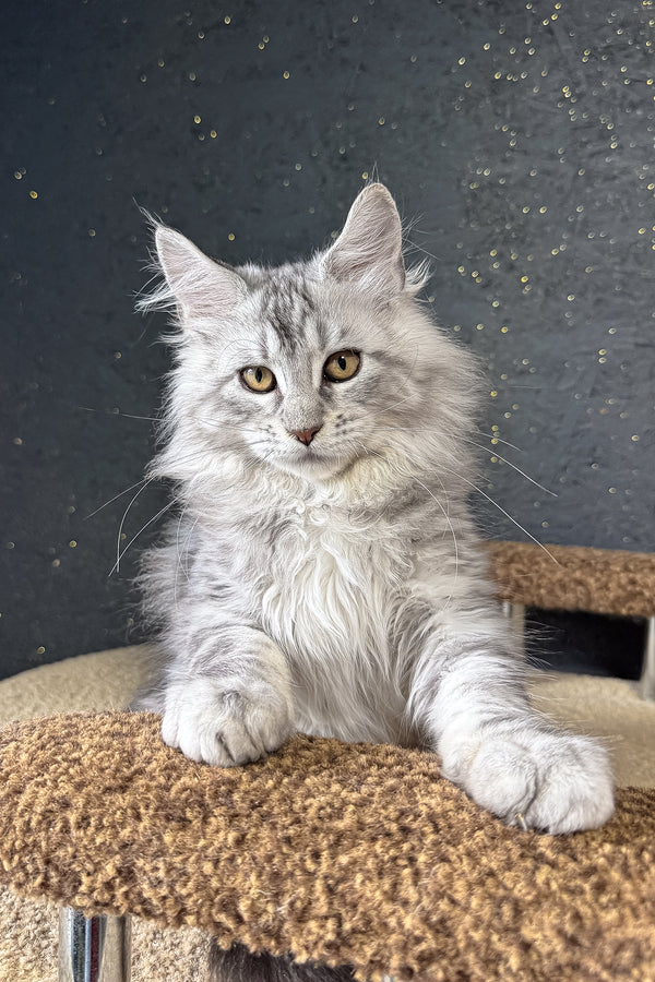 Kamomber | Maine Coon Kitten