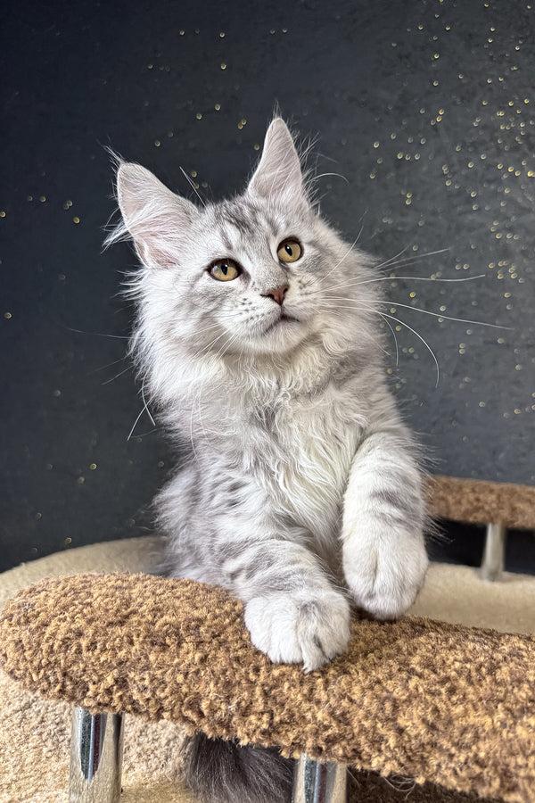 Kamomber | Maine Coon Kitten