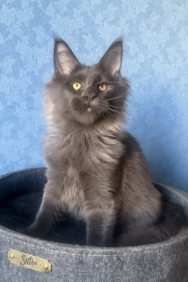 Karat | Maine Coon Kitten