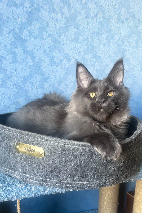 Karat | Maine Coon Kitten