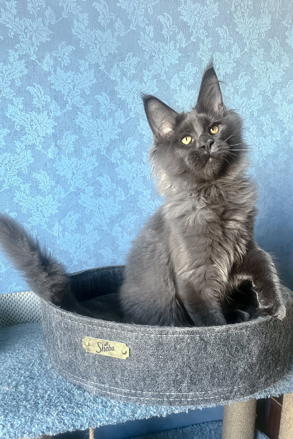 Karat | Maine Coon Kitten