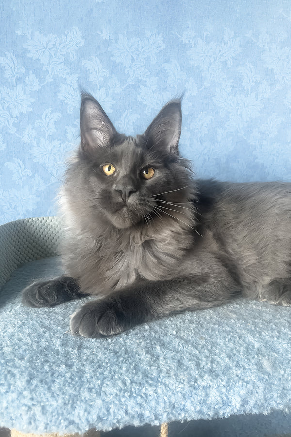 Karat | Maine Coon Kitten