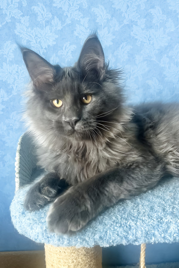 Karat | Maine Coon Kitten