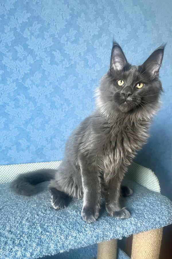 Karat | Maine Coon Kitten