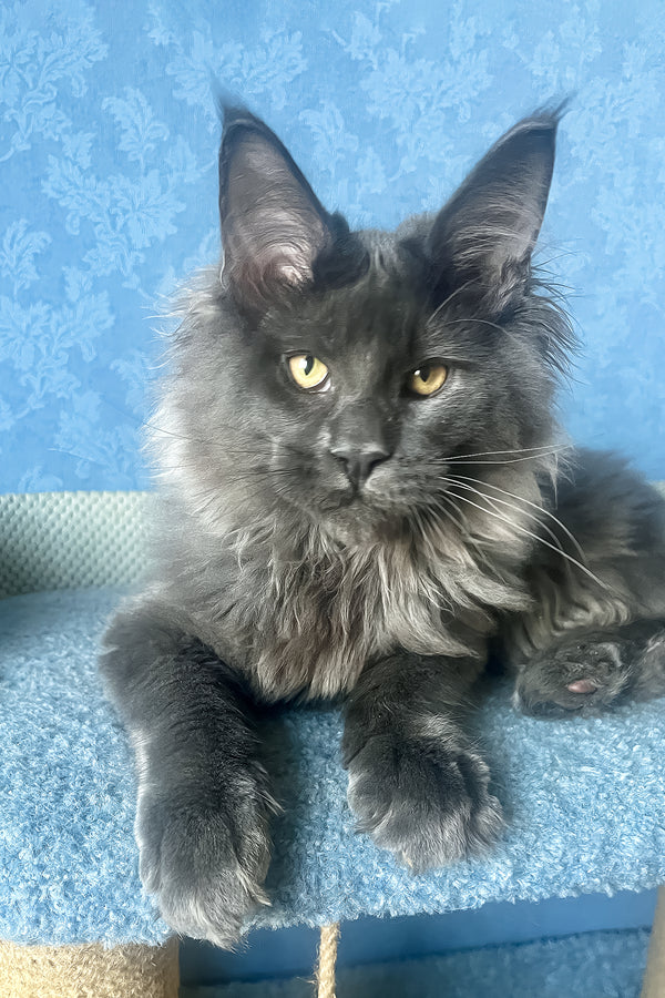 Karat | Maine Coon Kitten