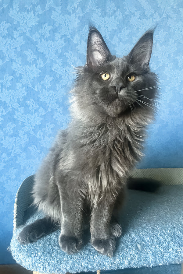 Karat | Maine Coon Kitten