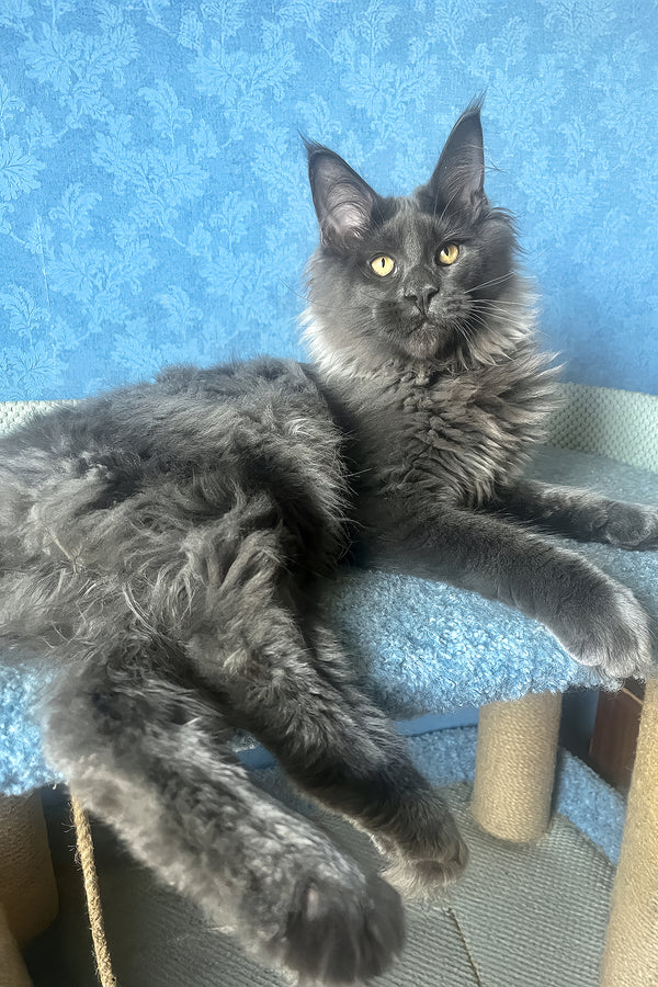 Karat | Maine Coon Kitten