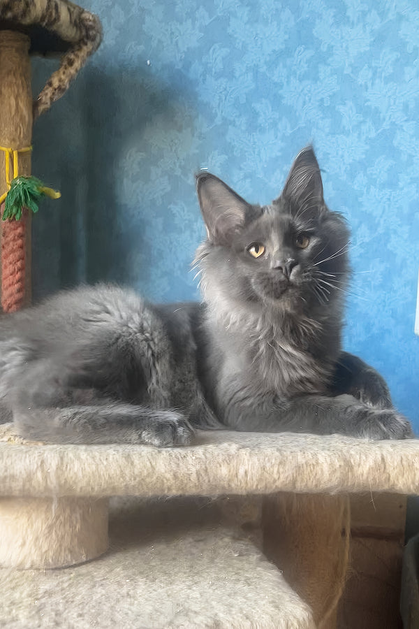 Karat | Maine Coon Kitten