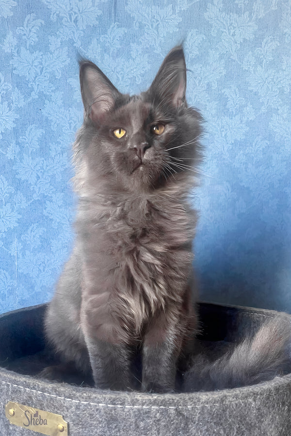 Karat | Maine Coon Kitten