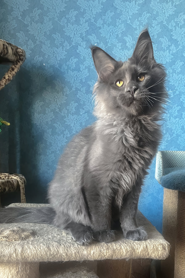 Karat | Maine Coon Kitten