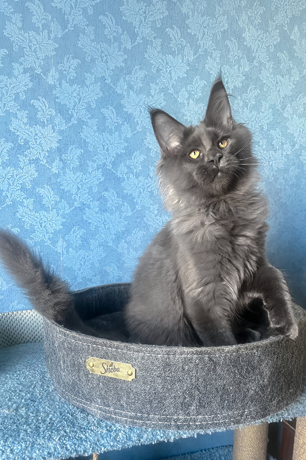 Karat | Maine Coon Kitten