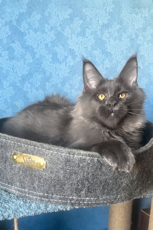 Karat | Maine Coon Kitten