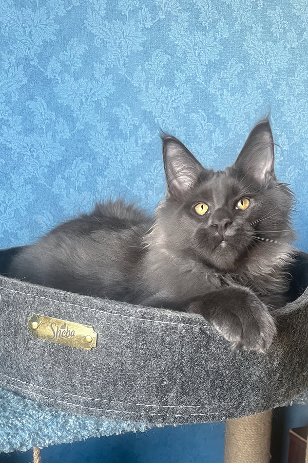 Karat | Maine Coon Kitten