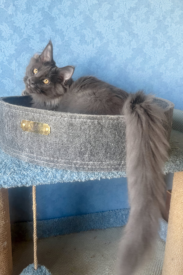 Karat | Maine Coon Kitten