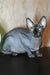 Karmelita | Canadian Sphynx Kitten