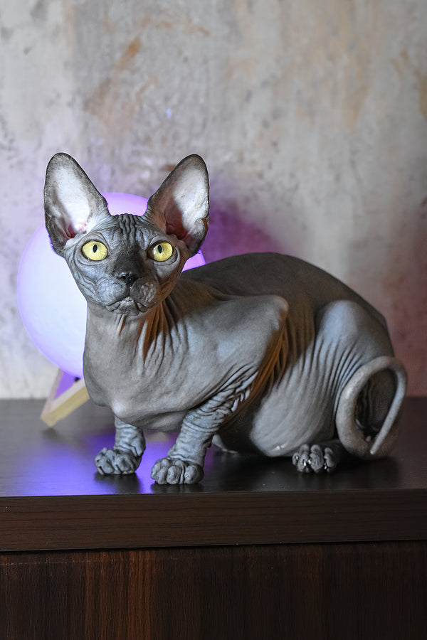 Karmelita | Canadian Sphynx Kitten