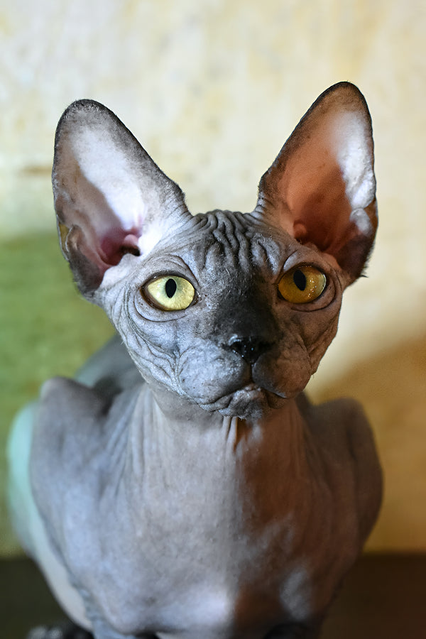 Karmelita | Canadian Sphynx Kitten