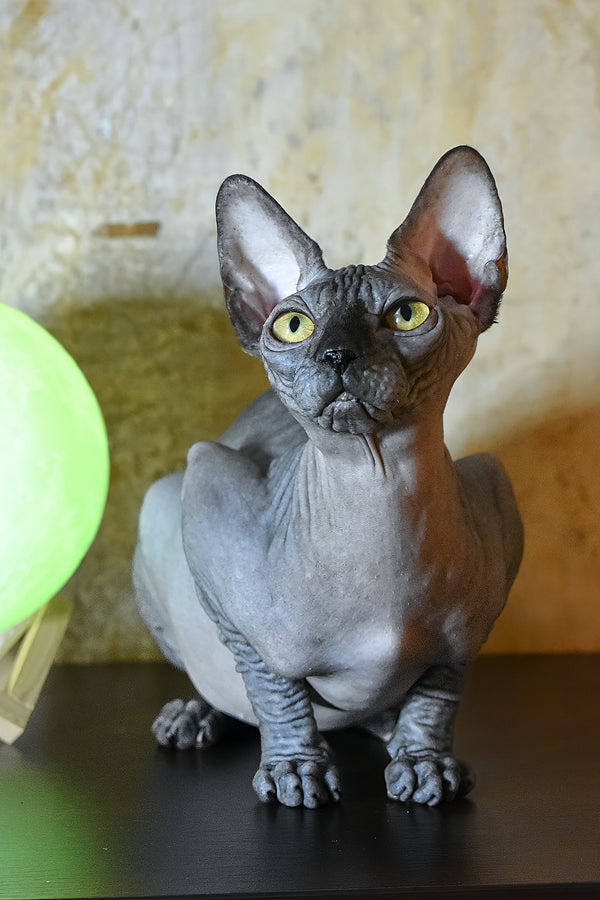 Karmelita | Canadian Sphynx Kitten