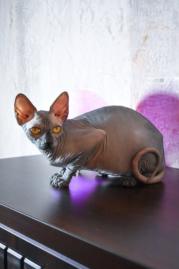 Karmelita | Canadian Sphynx Kitten