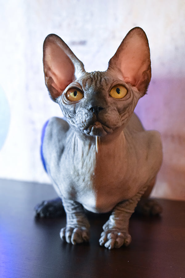 Karmelita | Canadian Sphynx Kitten