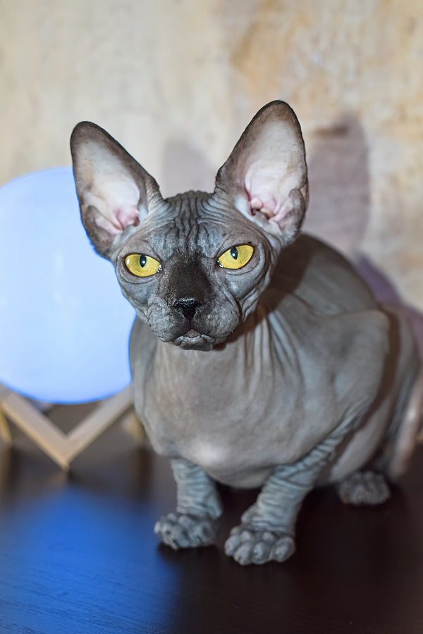 Karmelita | Canadian Sphynx Kitten