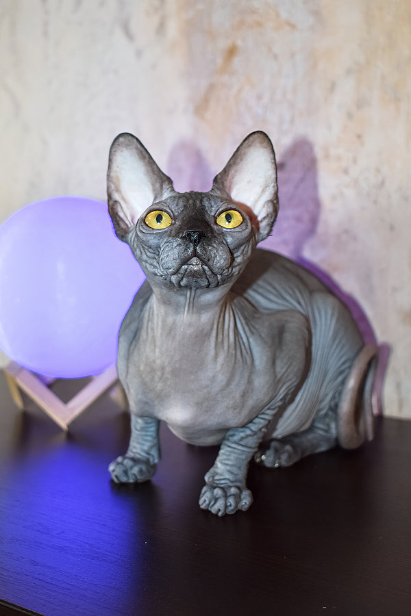 Karmelita | Canadian Sphynx Kitten