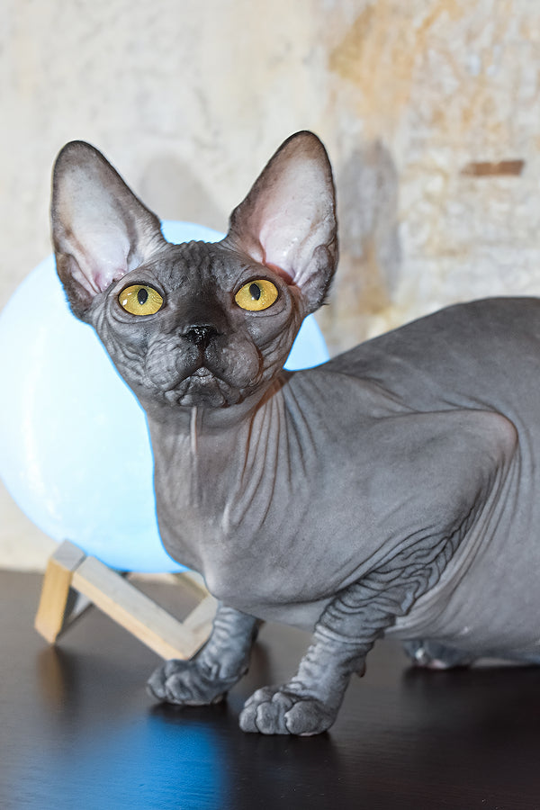 Karmelita | Canadian Sphynx Kitten