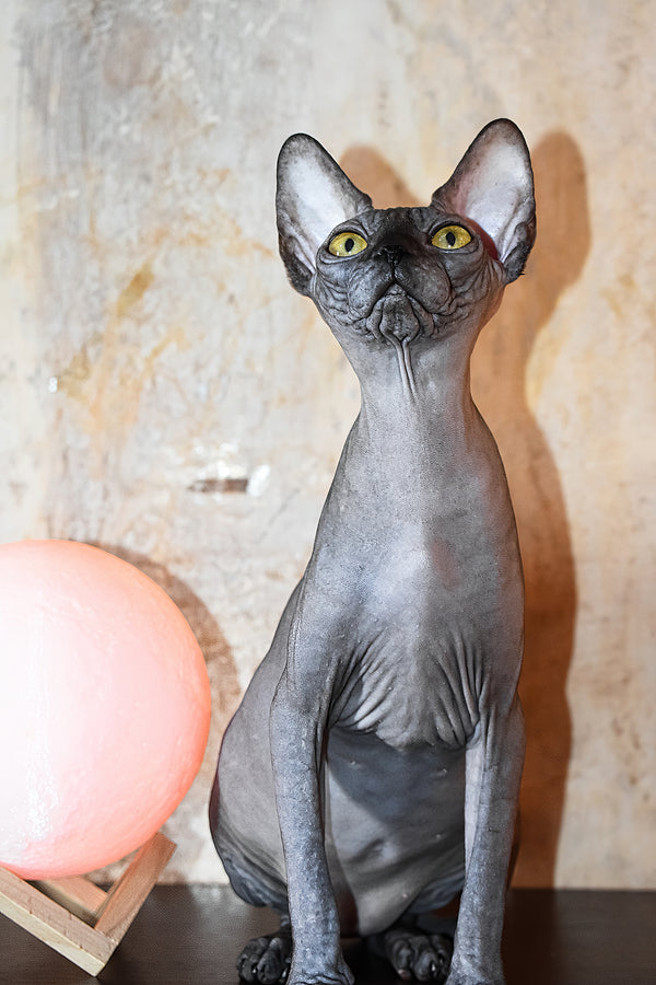 Karmelita | Canadian Sphynx Kitten