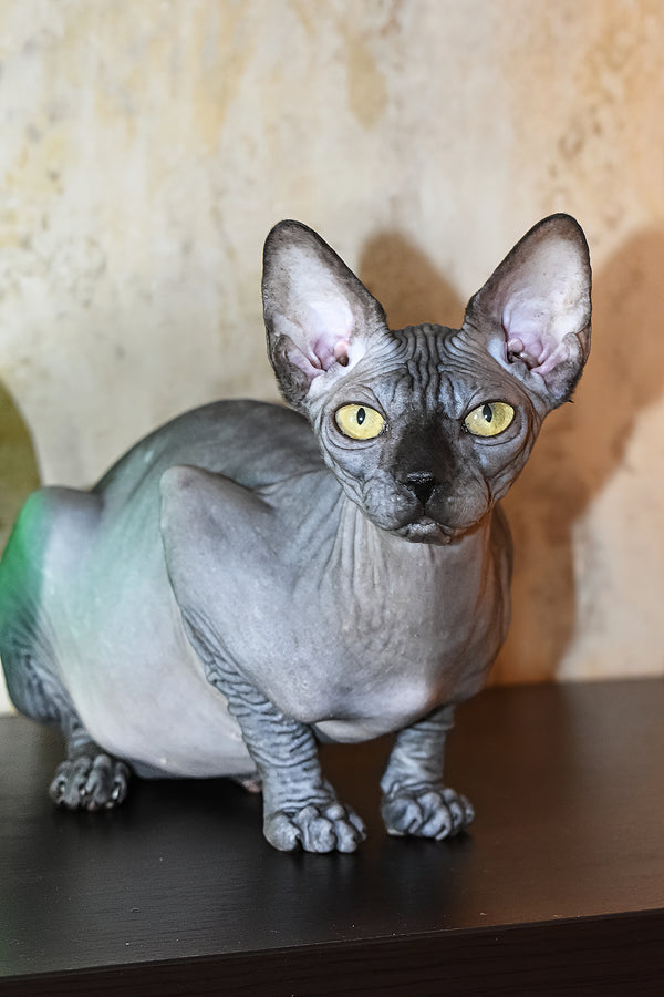 Karmelita | Canadian Sphynx Kitten