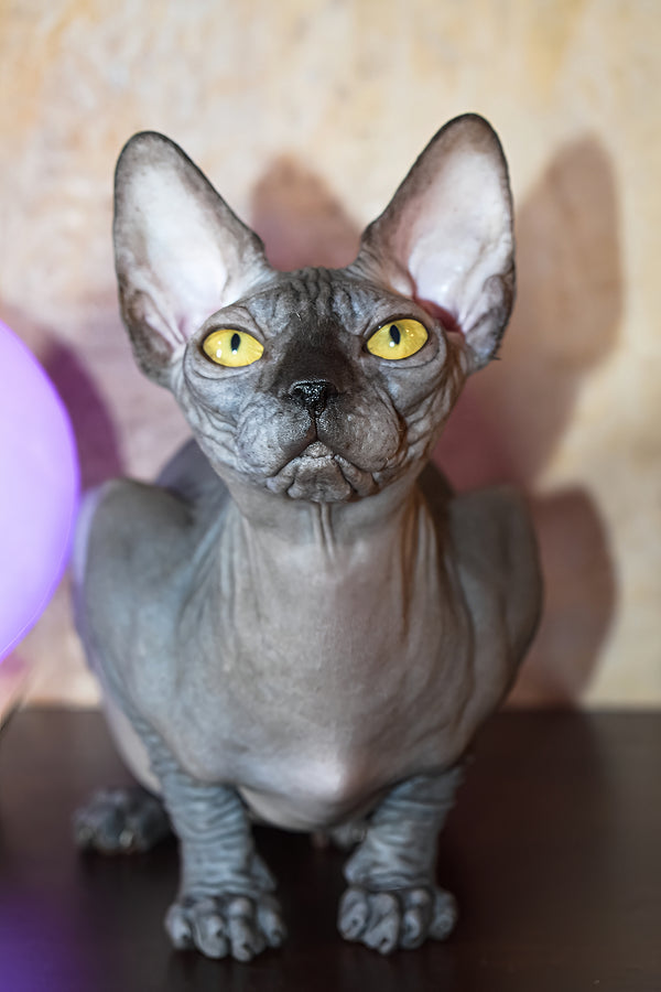 Karmelita | Canadian Sphynx Kitten