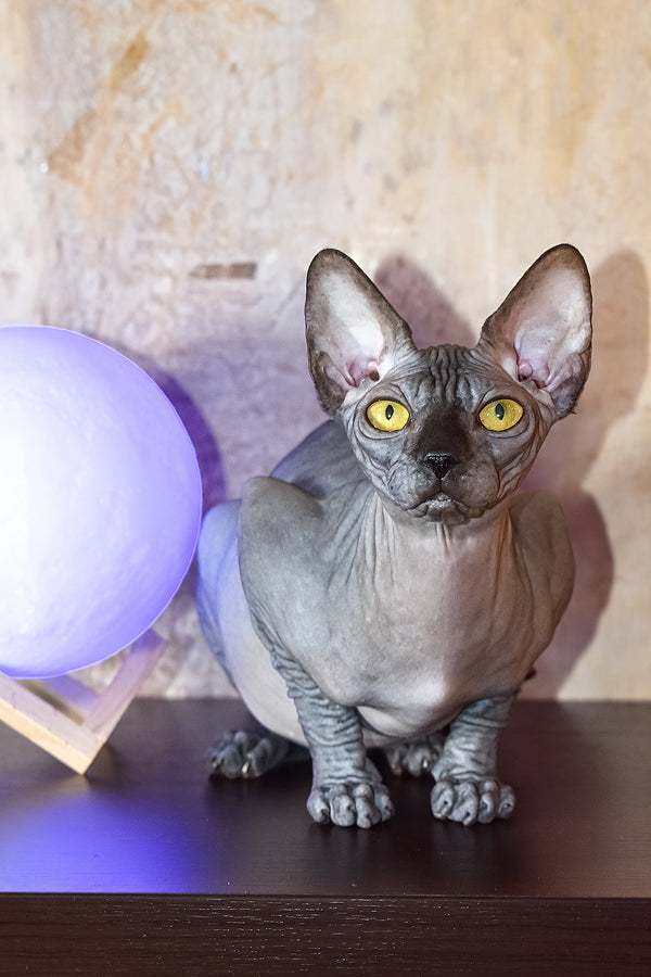 Karmelita | Canadian Sphynx Kitten