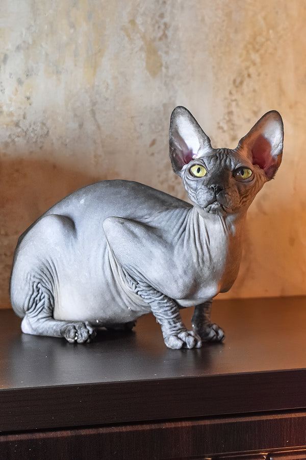 Karmelita | Canadian Sphynx Kitten