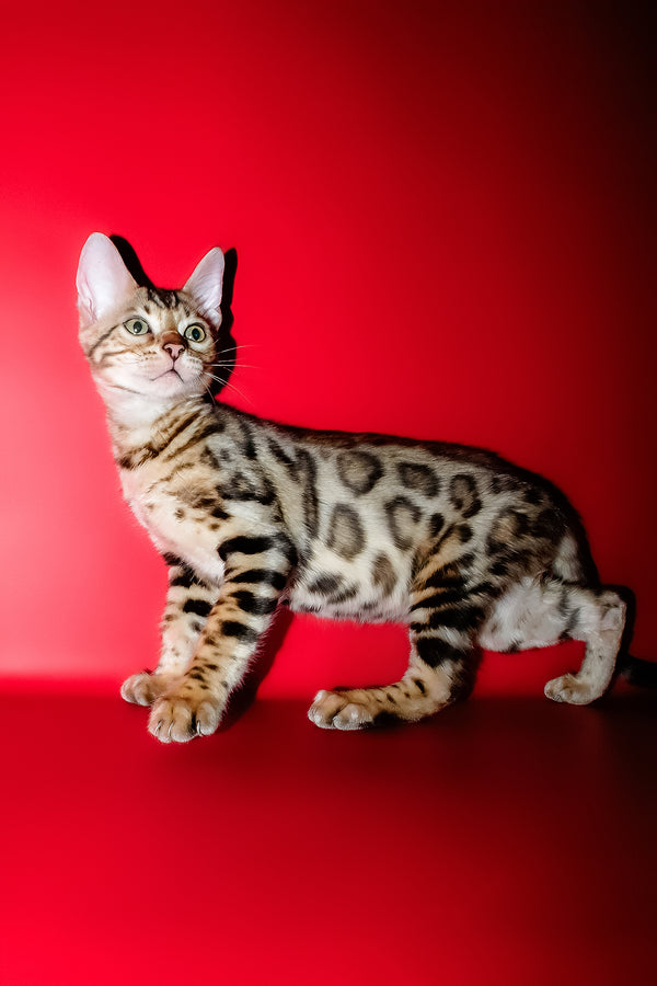 Kasper | Bengal Kitten