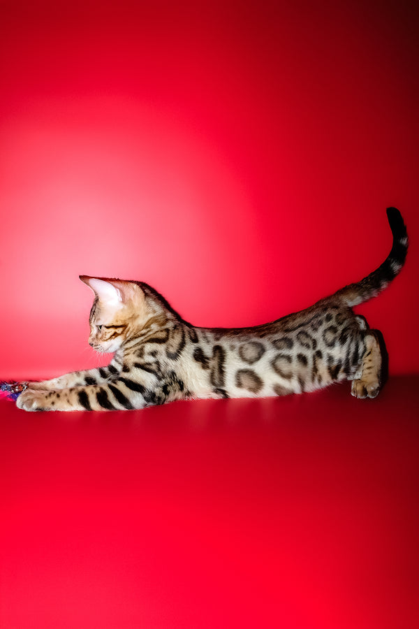 Kasper | Bengal Kitten