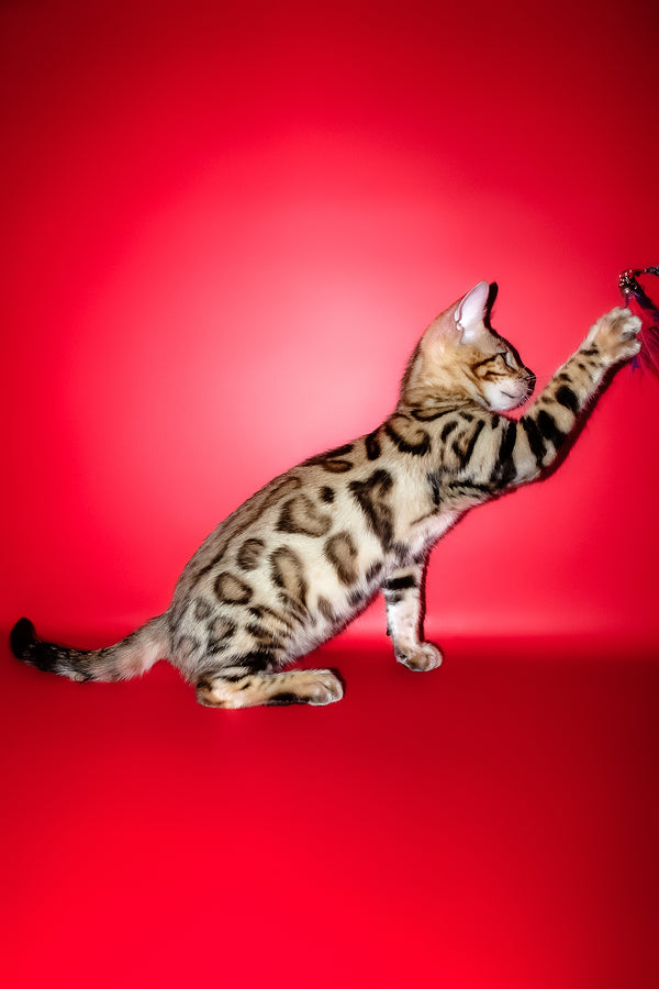 Kasper | Bengal Kitten