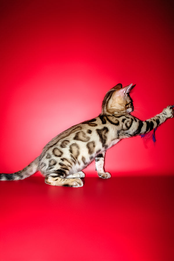 Kasper | Bengal Kitten